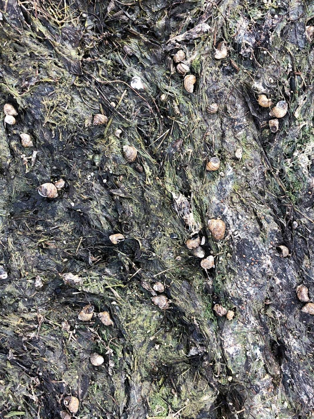 Eğirdir Gölü'nün bölünmesine 1 kilometre kaldı! Binlerce ölü su salyangozu karaya vurdu 18